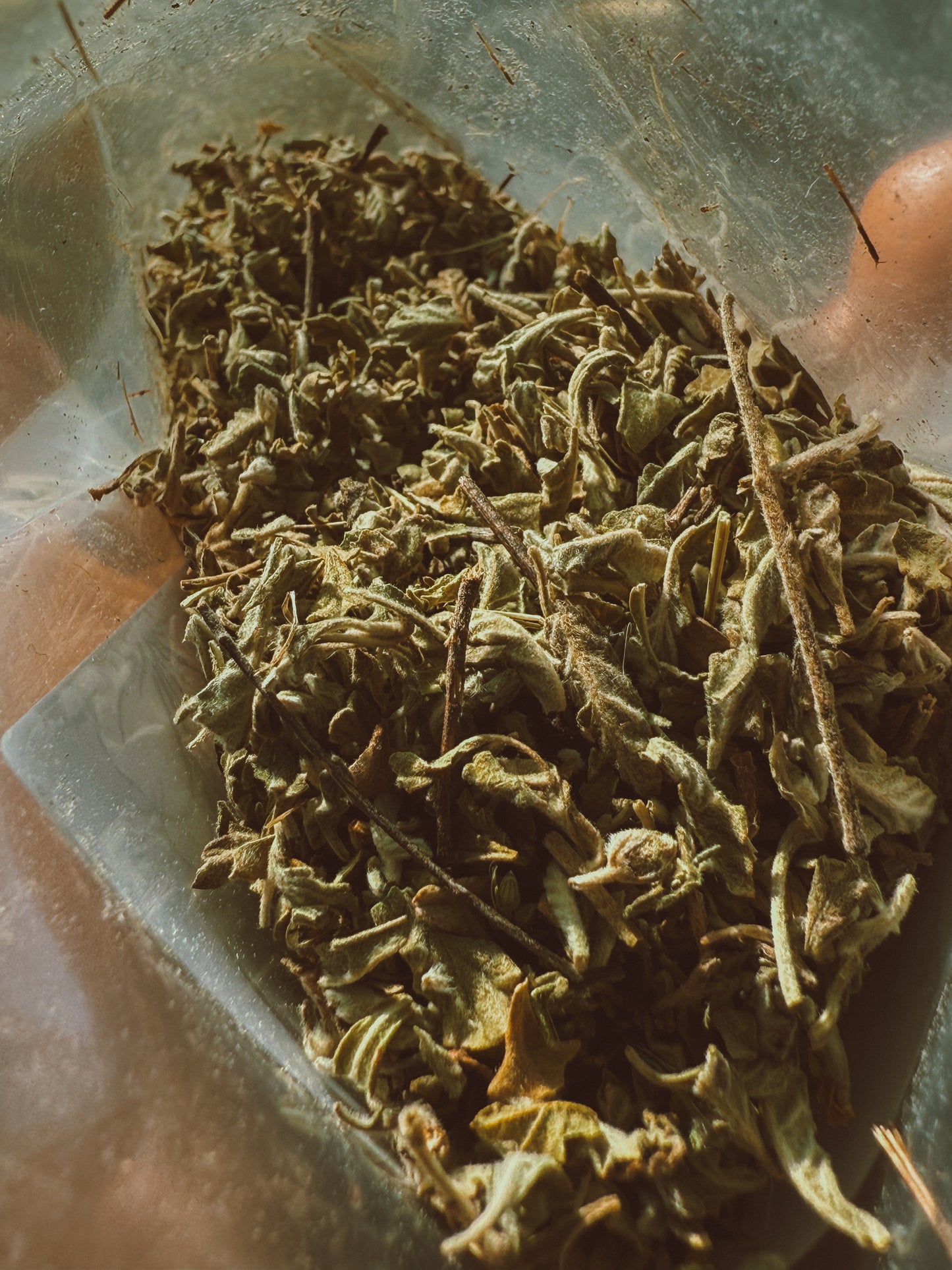 Damiana Leaf