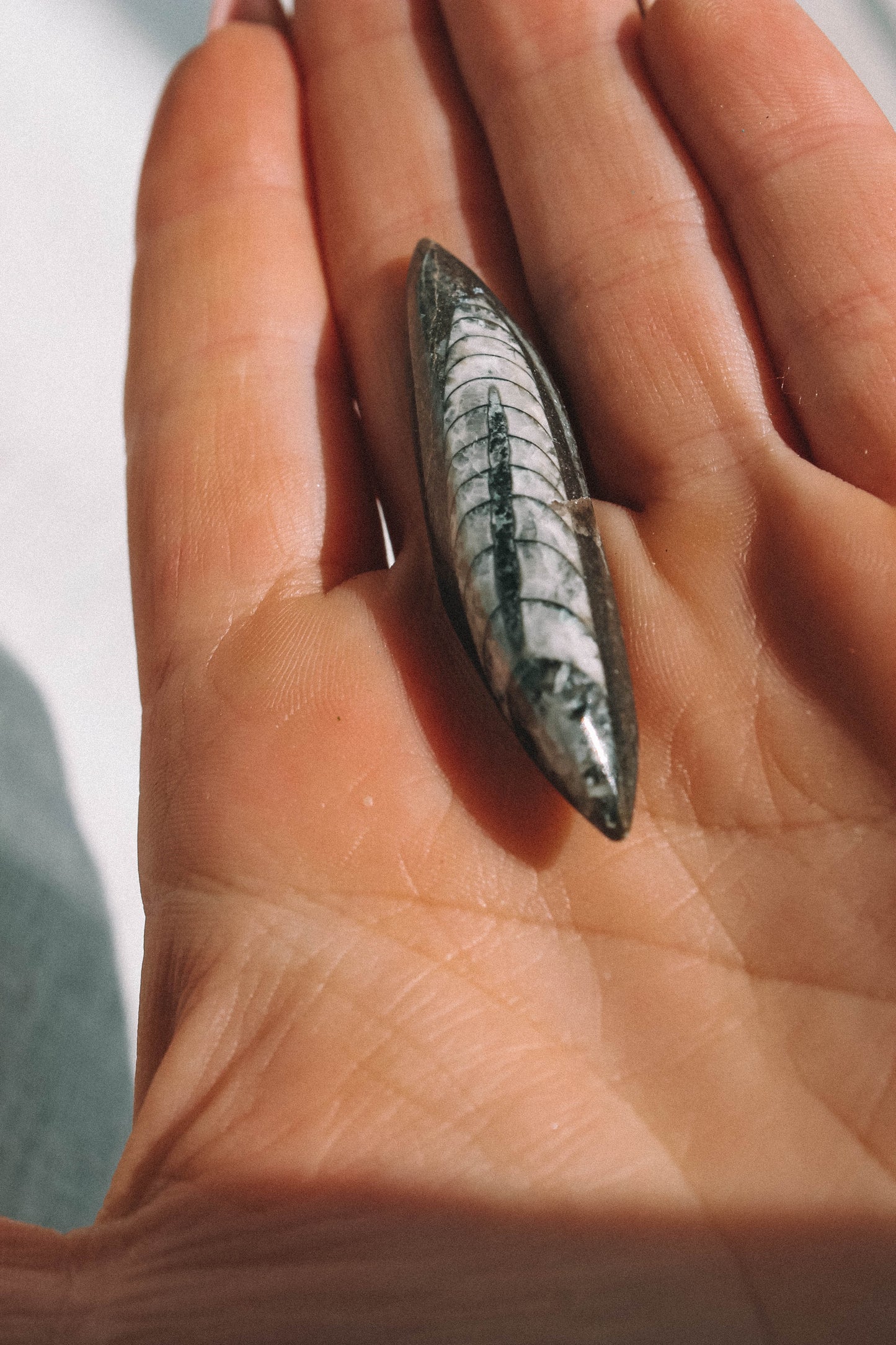 ORTHOCERAS FOSSIL // Morocco