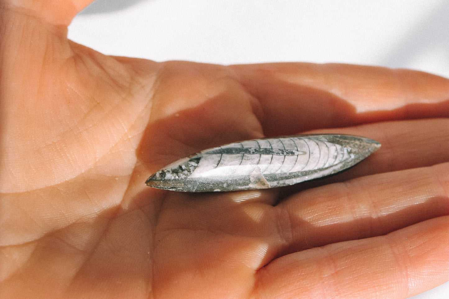 ORTHOCERAS FOSSIL // Morocco