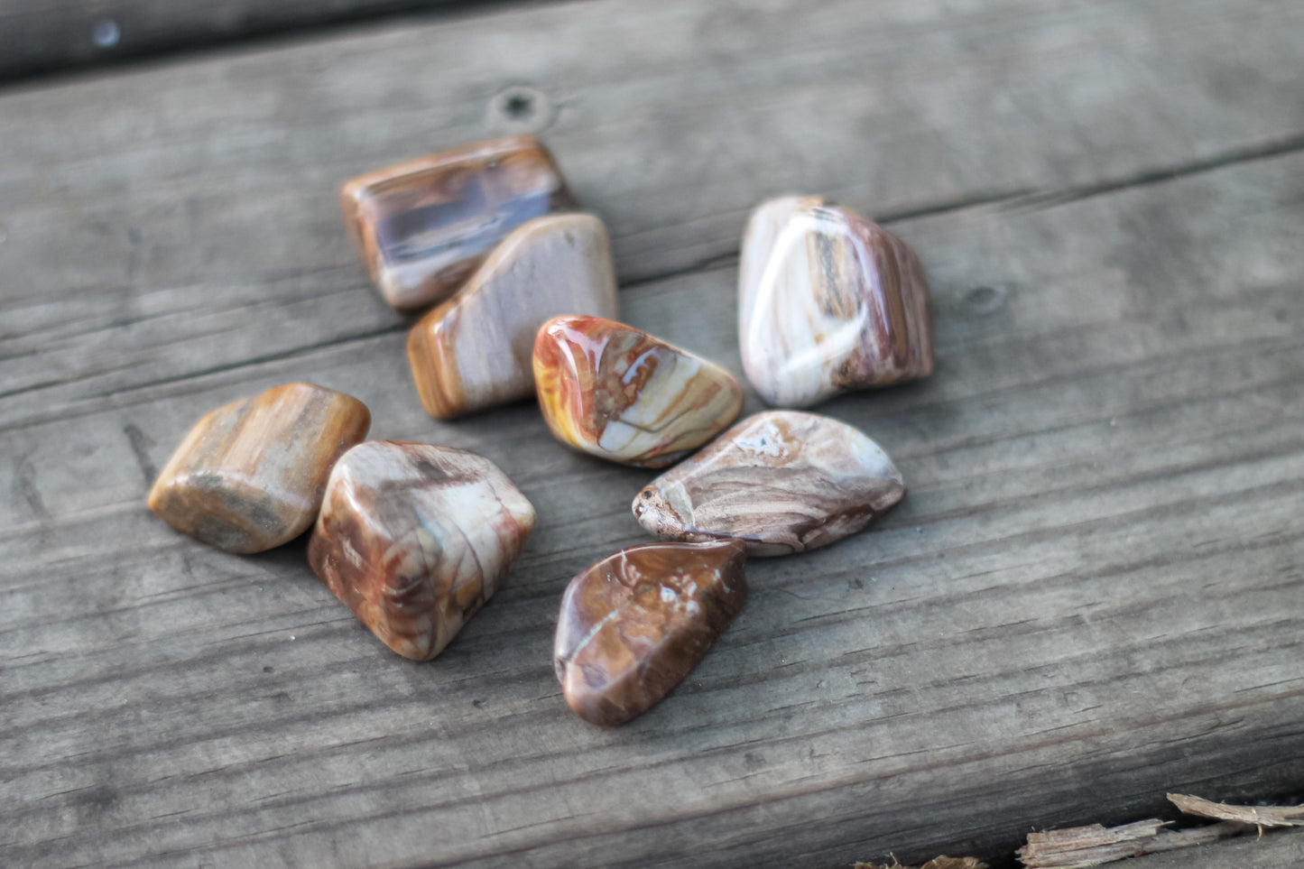 Petrified Wood tumbled stone