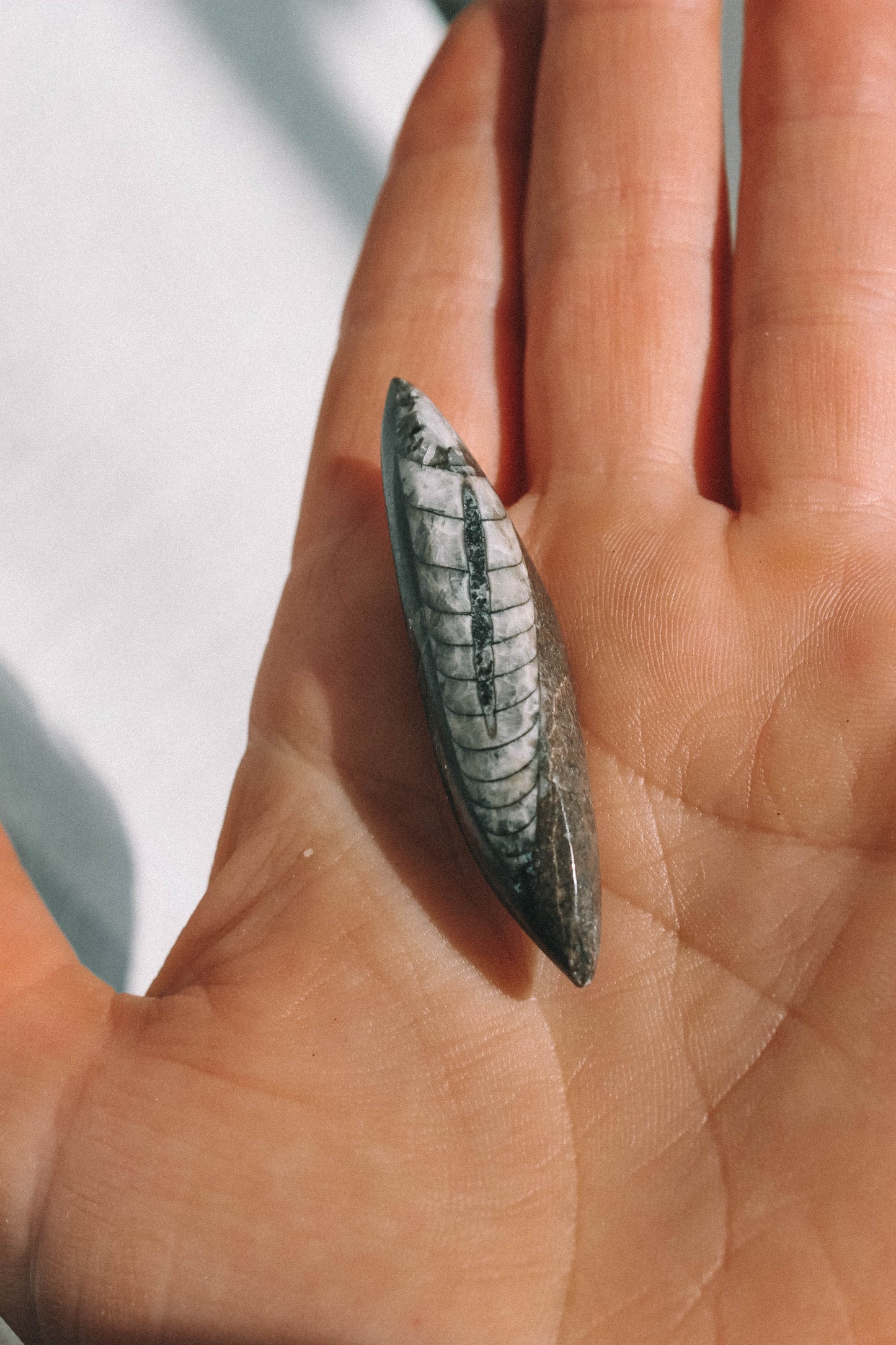 ORTHOCERAS FOSSIL // Morocco