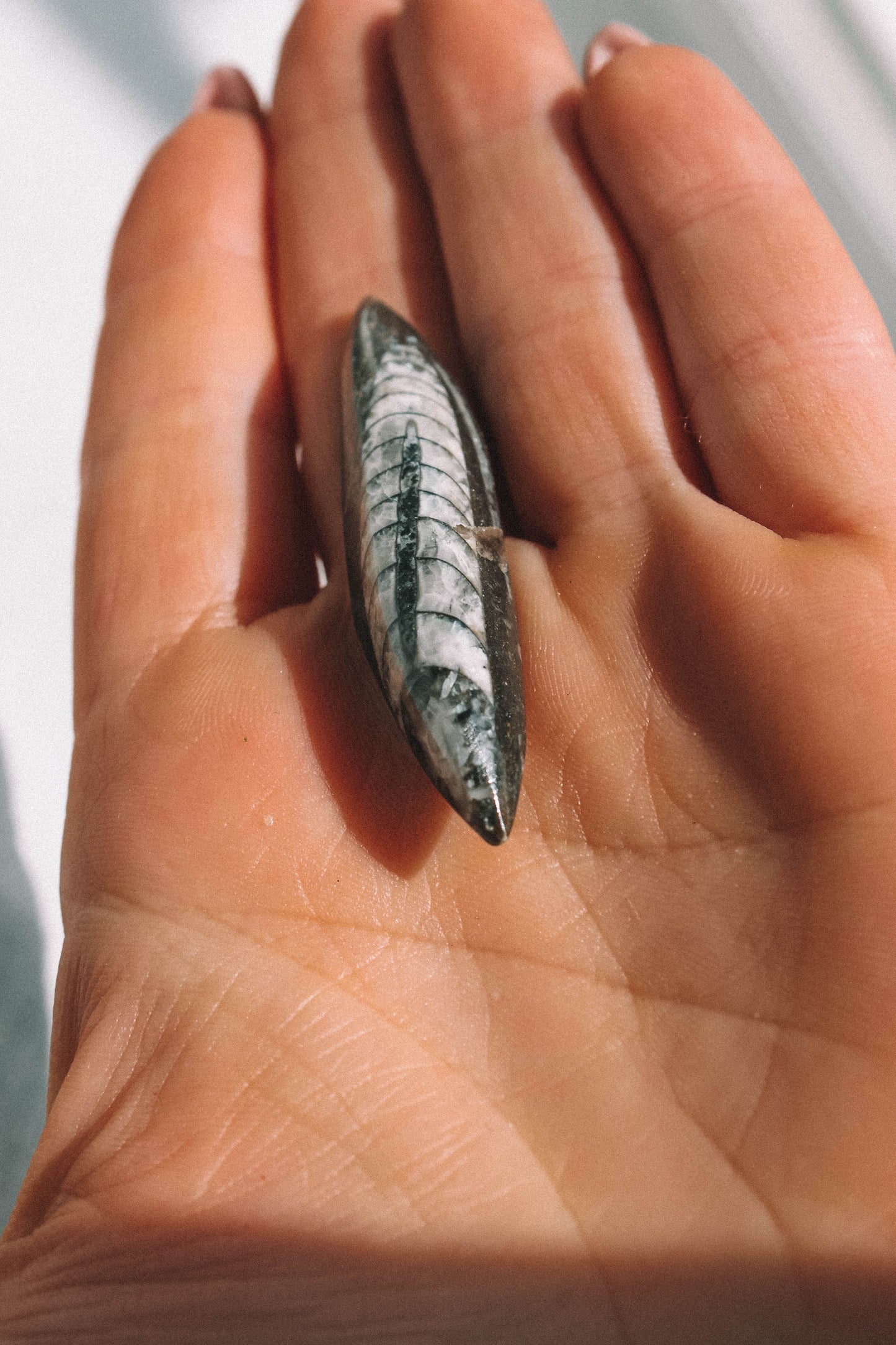 ORTHOCERAS FOSSIL // Morocco