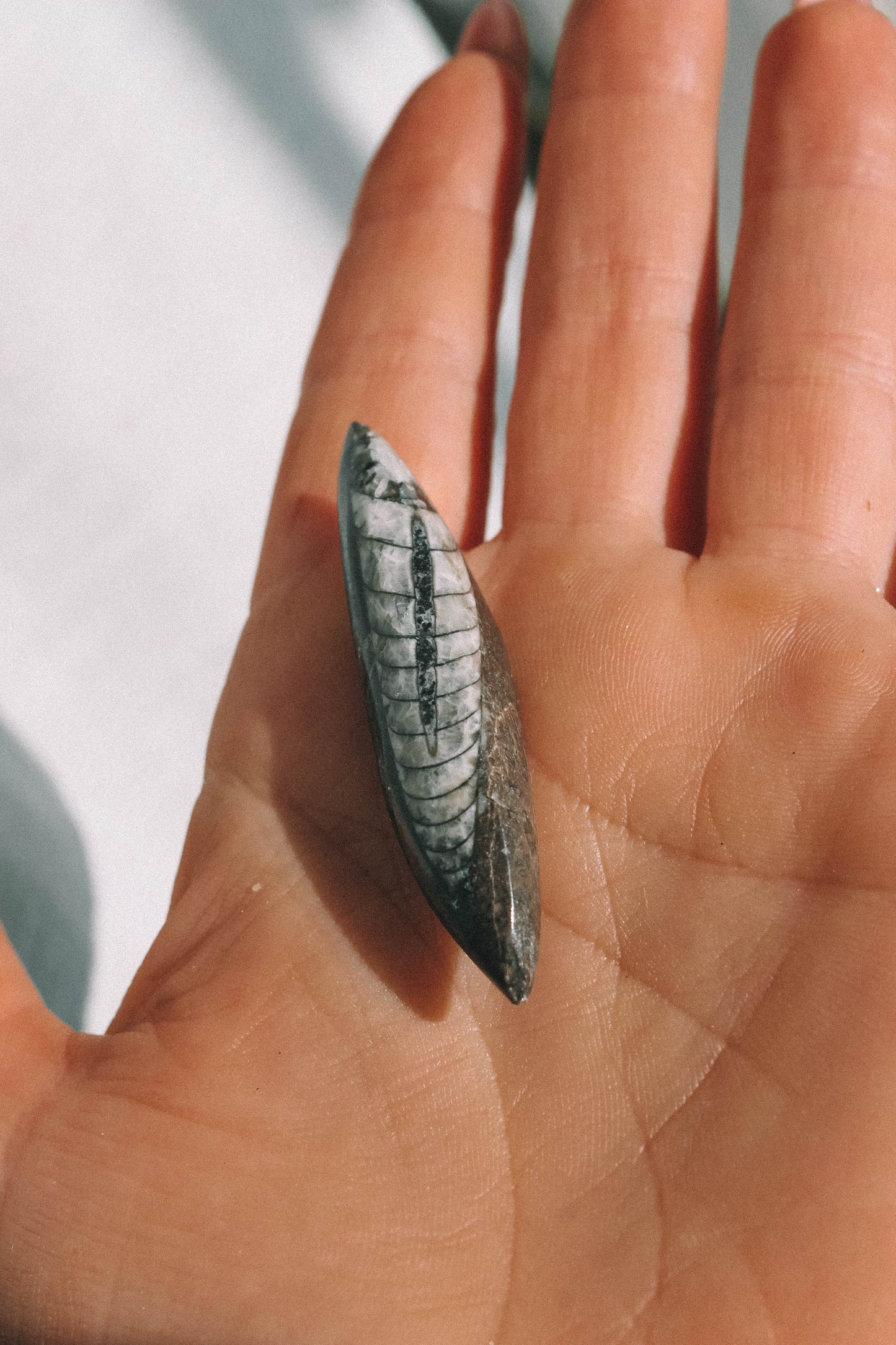 ORTHOCERAS FOSSIL // Morocco
