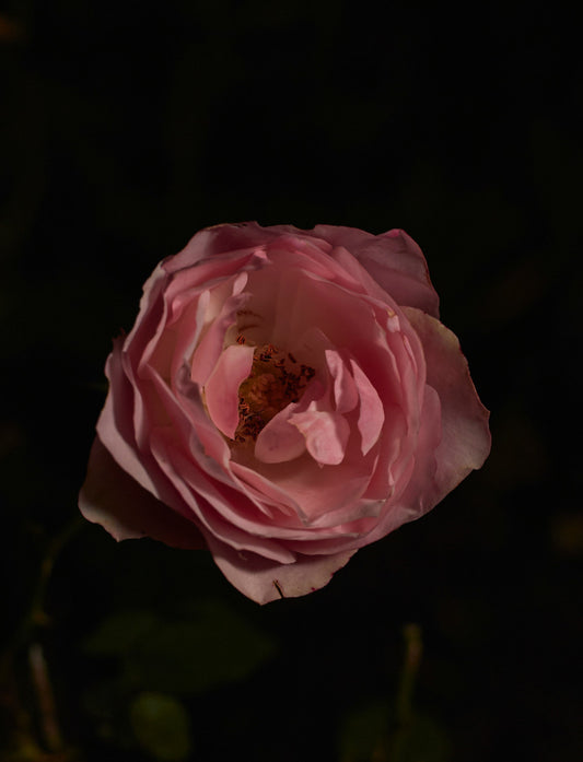 Full Moon Ritual: Womb-Led Release & Magdalene Energy