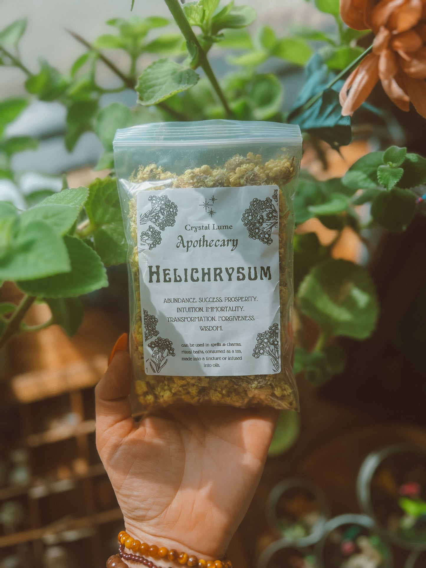 Helichrysum Flower