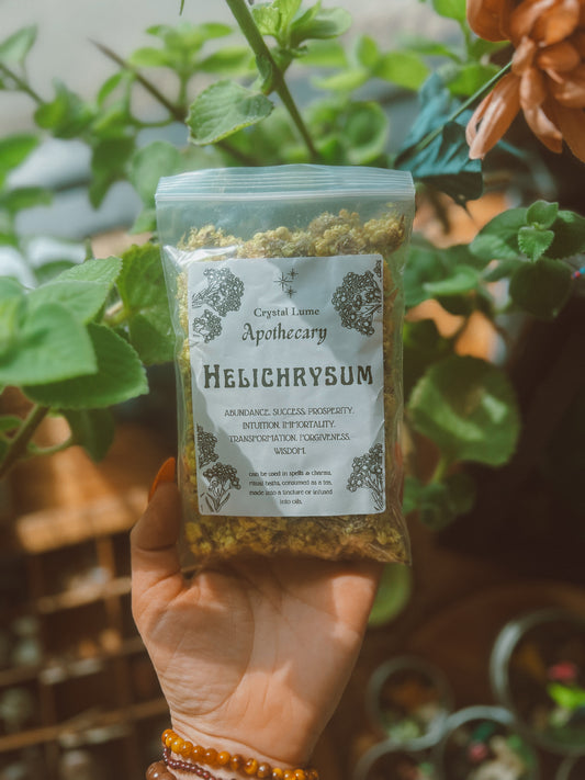 Helichrysum Flower