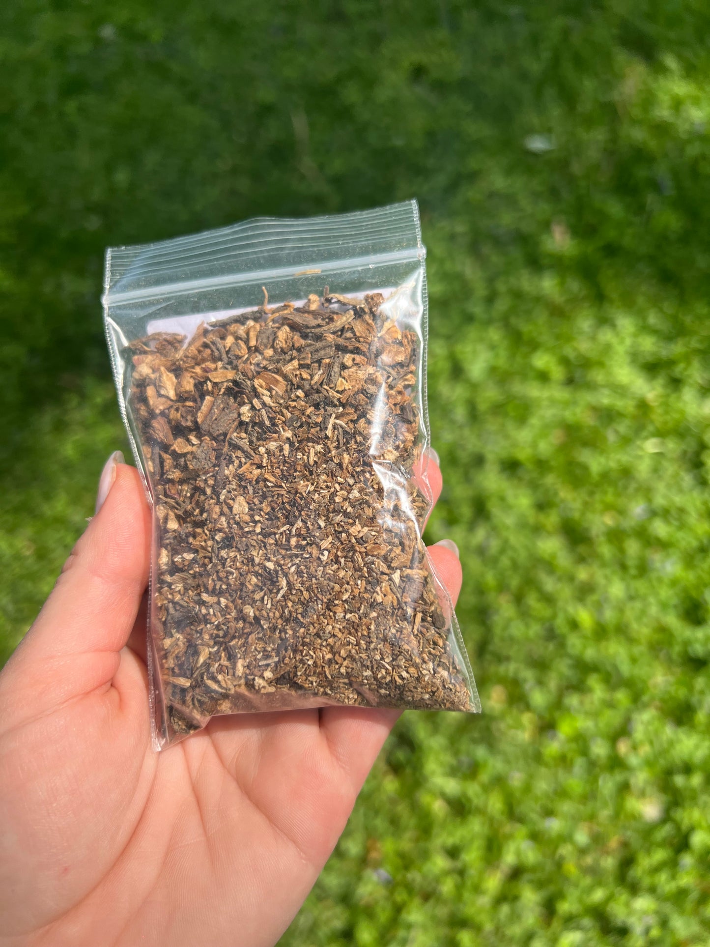 Angelica root
