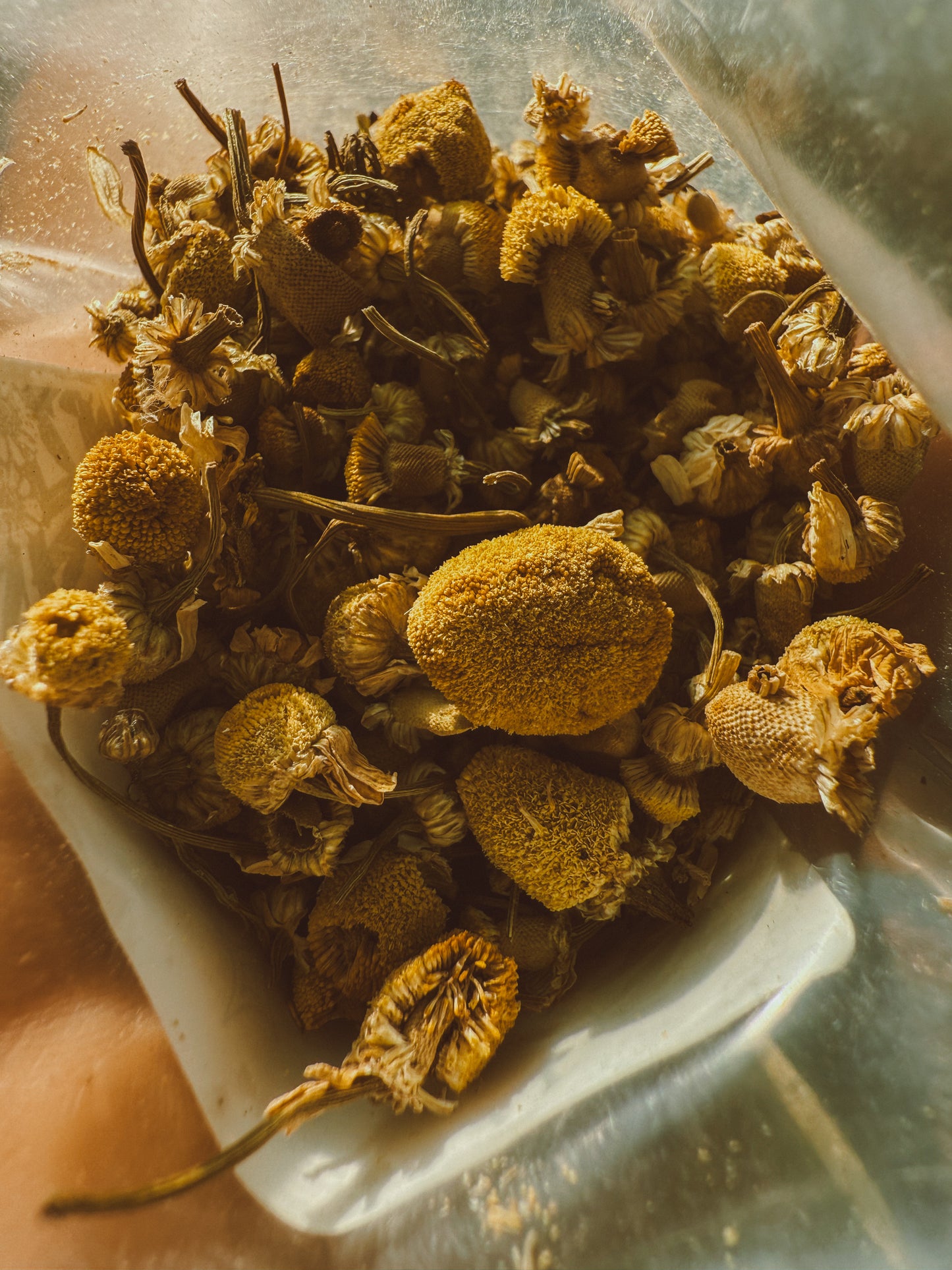 Chamomile Flowers