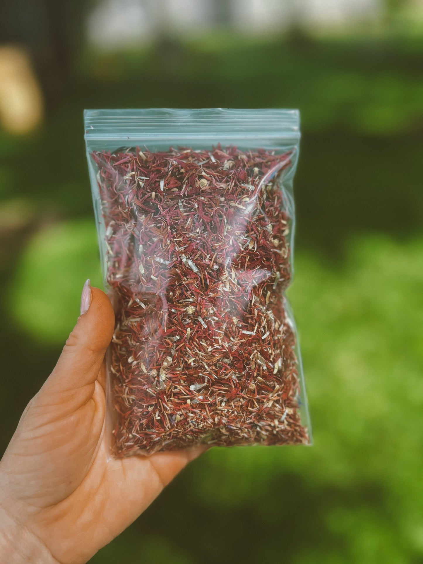 Red Cornflower