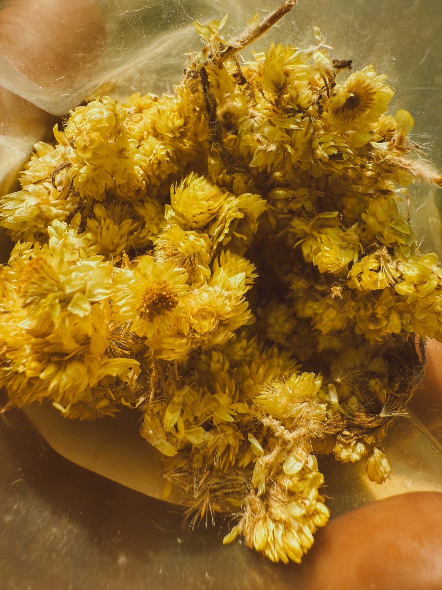 Helichrysum Flower