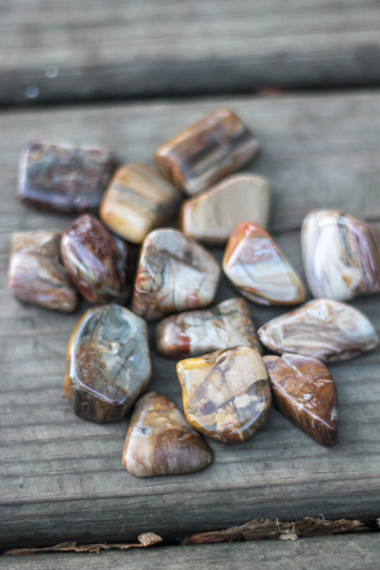 Petrified Wood tumbled stone