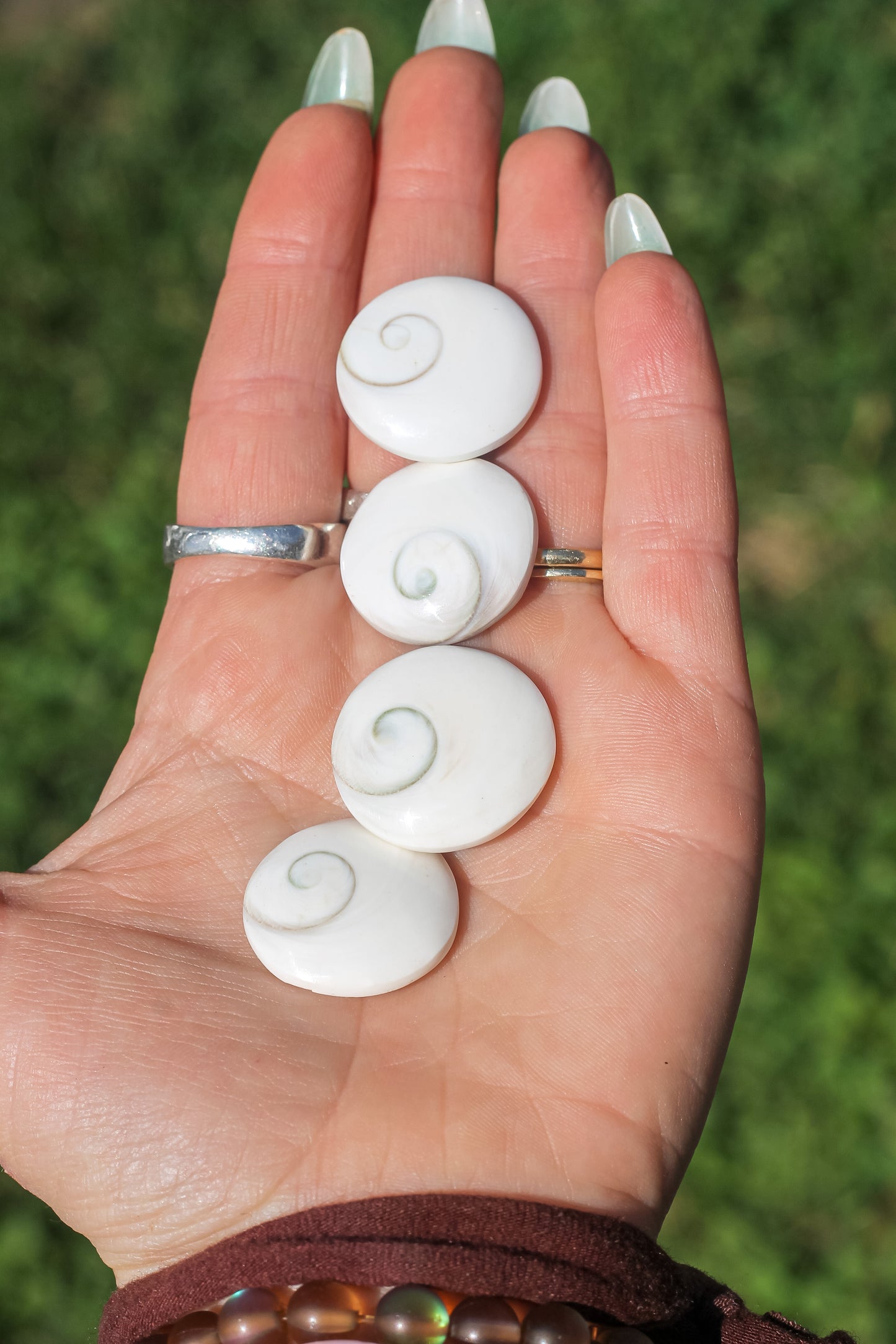Mermaid Money - Shiva eye shell from Indonesia