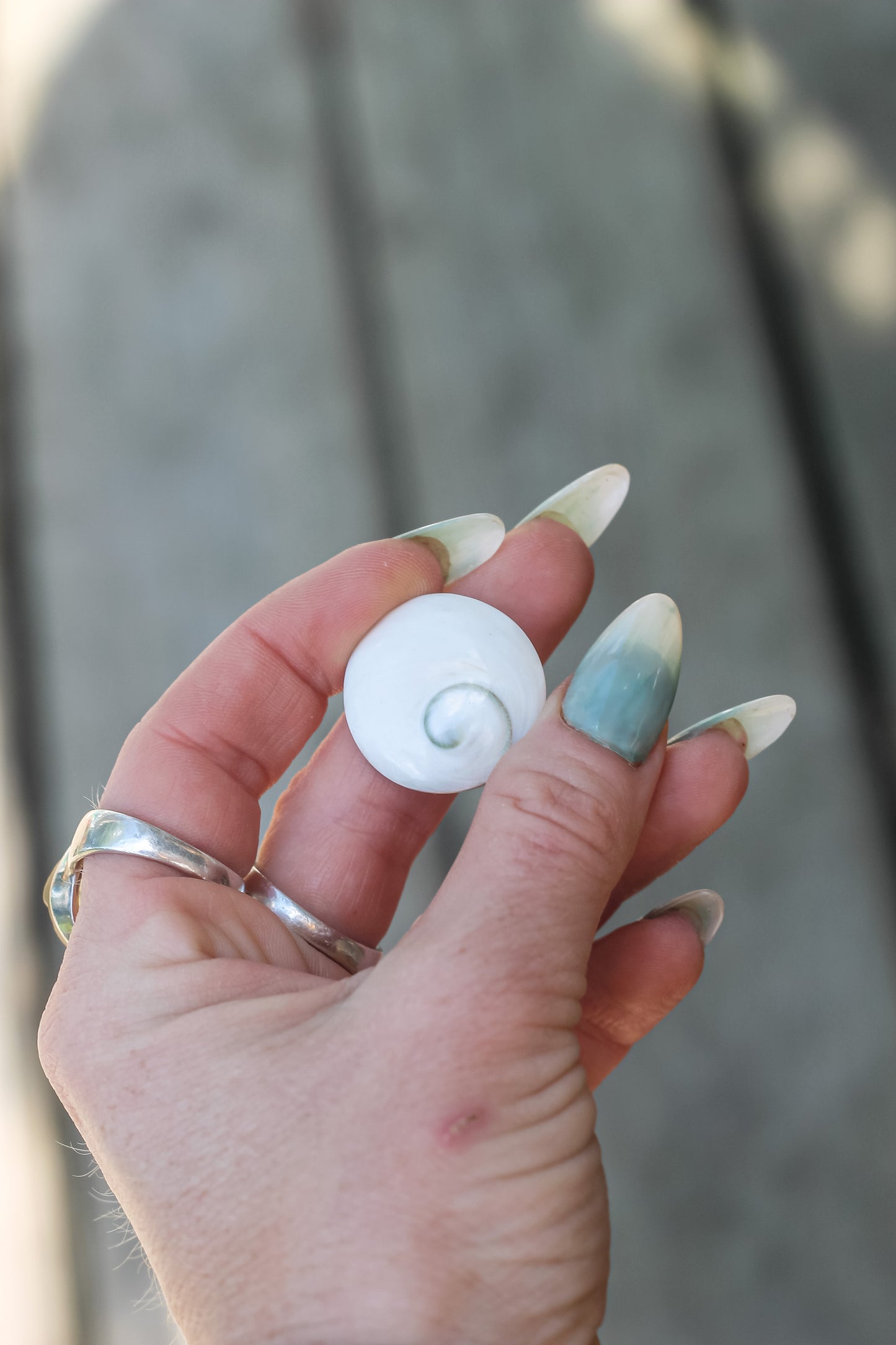 Mermaid Money - Shiva eye shell from Indonesia