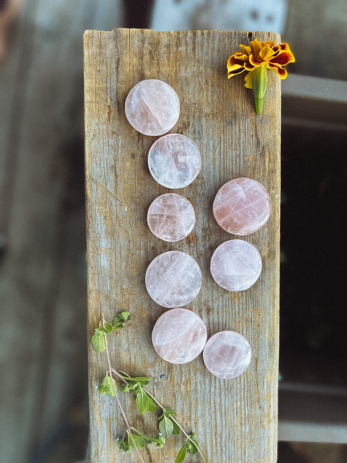 Rose Quartz coin stone